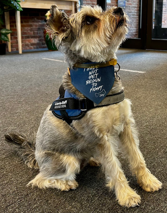 I have not yet begun to fight dog bandana