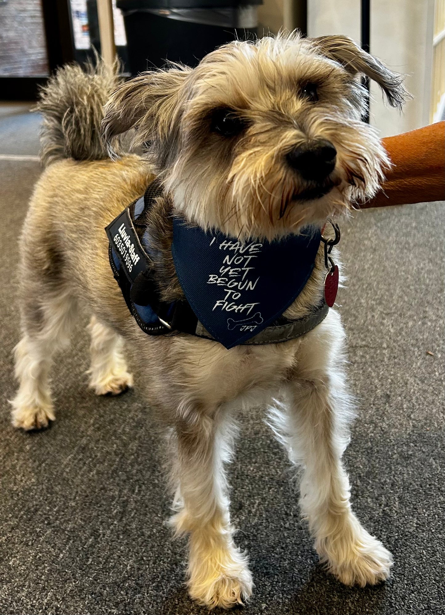 I have not yet begun to fight dog bandana