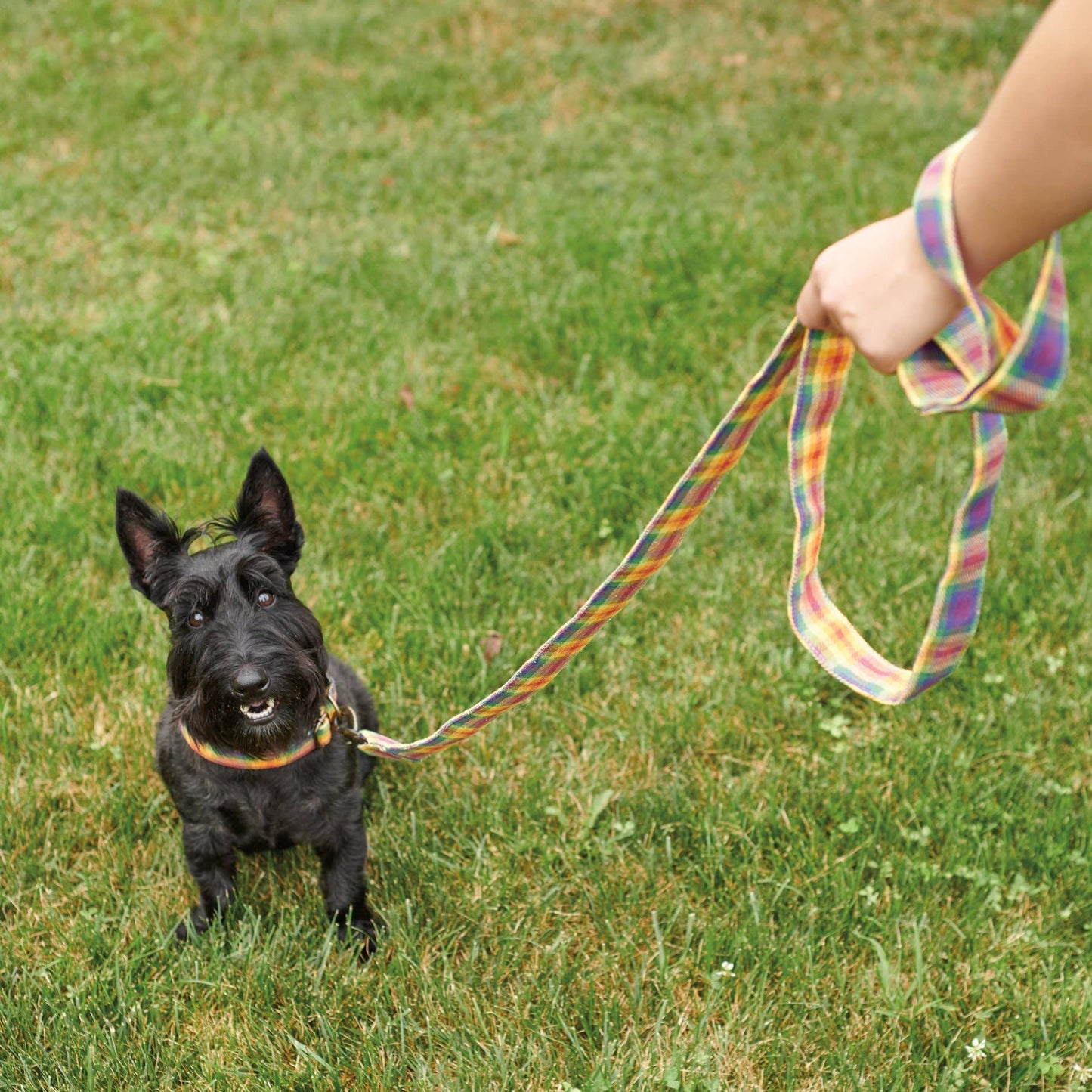 Rainbow Plaid Dog Leash