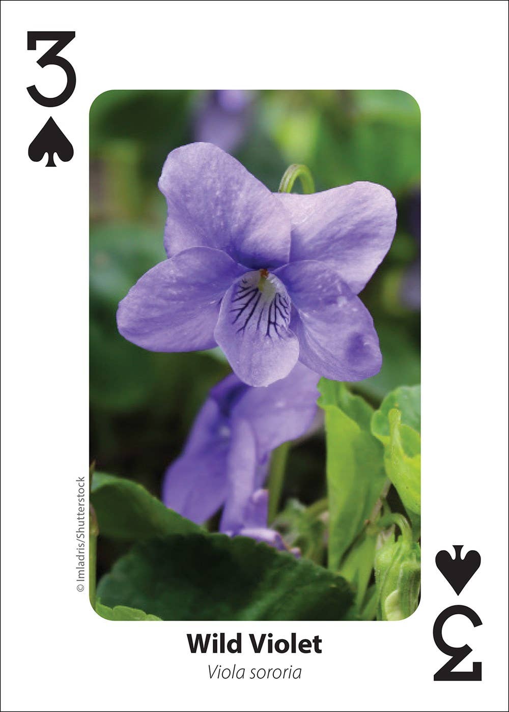 Foraging Playing Cards