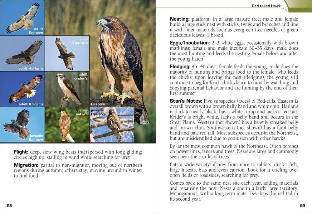 Birds Of Prey Of The Northeast Field Guide