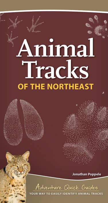 Animal Tracks of Northeast Quick Guide